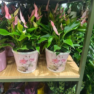 Anthurium Thailandese Rosa