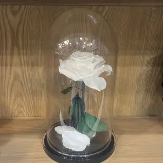 Rosa eterna bianca 30cm