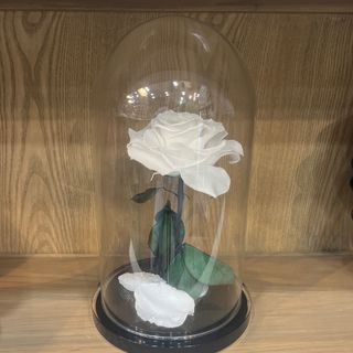 Rosa eterna bianca 30cm