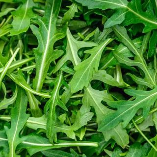 Rucola