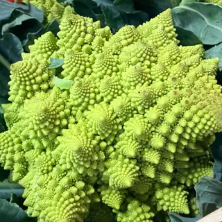Cavolo verde