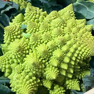 Cavolo verde