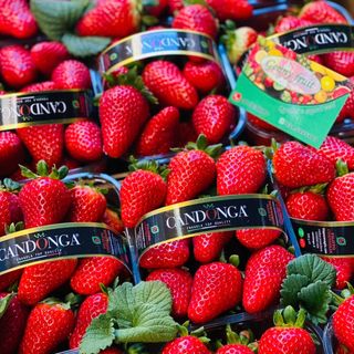 Fragole candoga