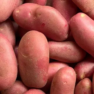 Patata rossa