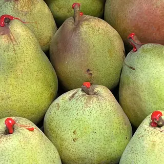 Pera Decana