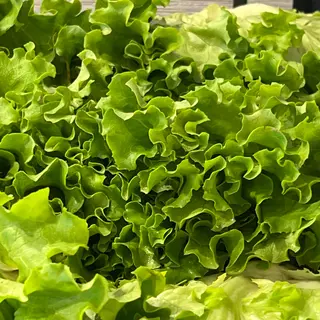 Insalata Gentilina