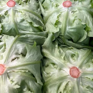 Insalata Lattuga