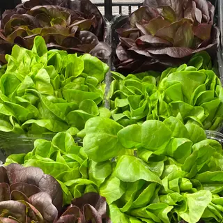 Insalata Salanova 1 cestino