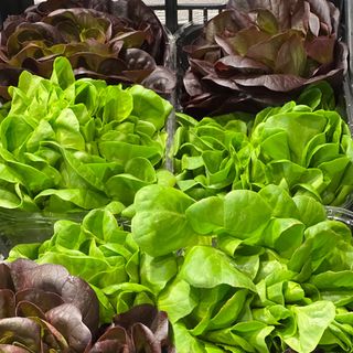 Insalata Salanova 1 cestino