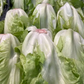 Insalata scarola