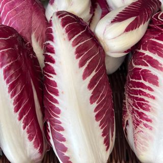 Radicchio Trevigiano