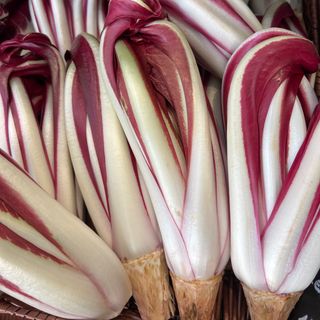 Radicchio Tardivo