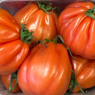 Pomodoro cuore di bue