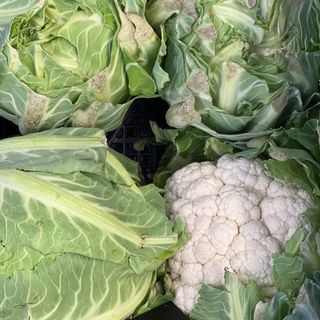 Cavolfiore