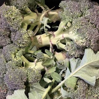 Broccoli