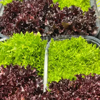 Insalata salanova riccia 1 cestino