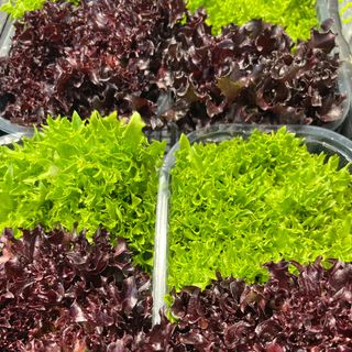 Insalata salanova riccia 1 cestino