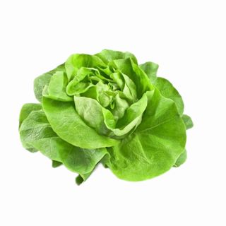 Lattuga fresca 1piede