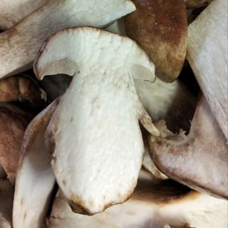 Funghi porcini