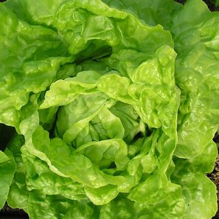 Insalata