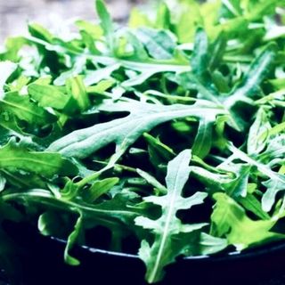Rucola