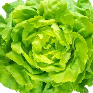 Lattuga