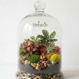 Terrario