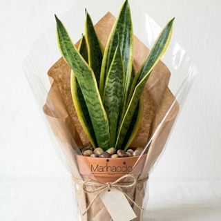 Sansivieria