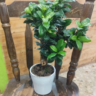 Bonsai piccolo