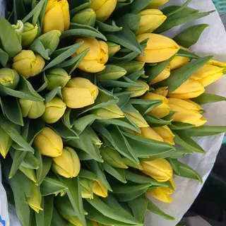 Tulipani gialli