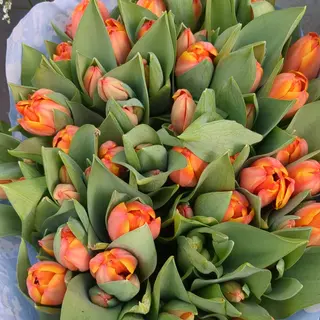 Tulipani arancioni
