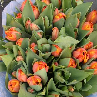Tulipani arancioni