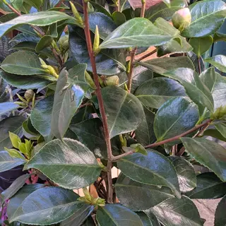 Camellia