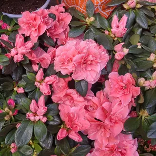 Azalea