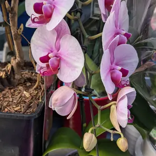 Phalaenopsis