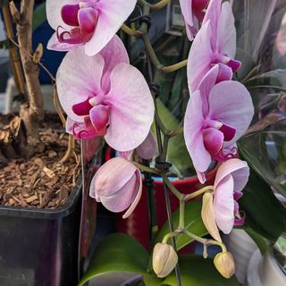 Phalaenopsis