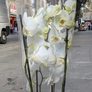Phalaenopsis