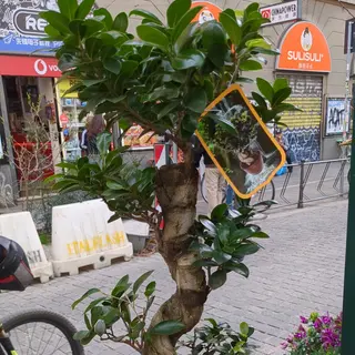 Ficus ginseng