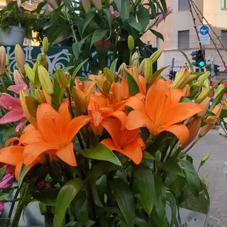 Lilium arancioni