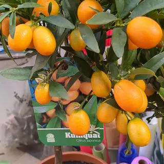 Kumquat