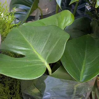 Pianta Grovira
