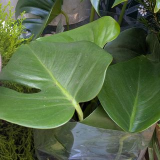 Pianta Grovira