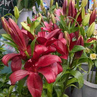 Lilium