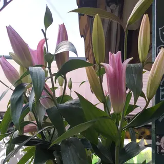 Lilium rosa grandi