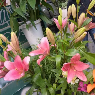 Lilium rosa