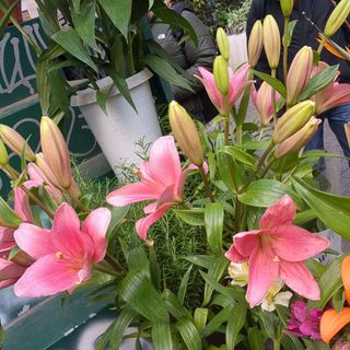 Lilium rosa