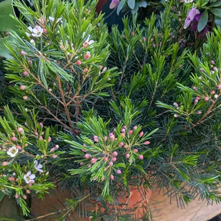 Pianta di cera