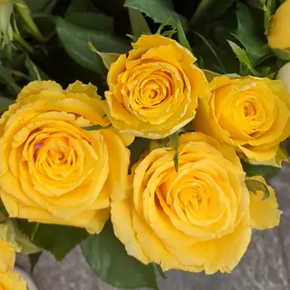 Rose gialle