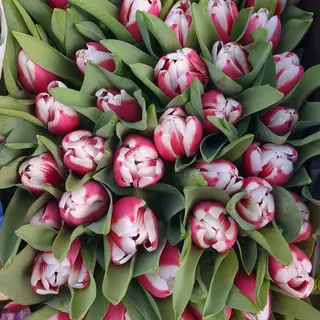 Tulipani bicolori