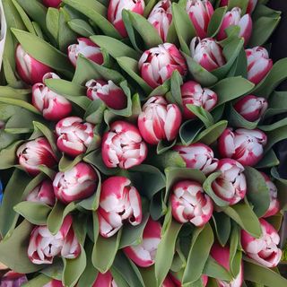 Tulipani bicolori
